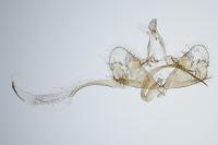 Coleophora vestianella