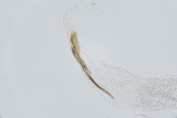 Coleophora vestianella