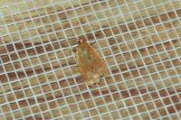 Clepsis consimilana