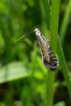 Glyphipterix thrasonella