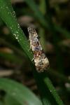 Endothenia