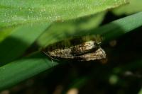 Celypha lacunana