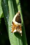 Ancylis badiana