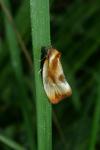 Eulia ministrana
