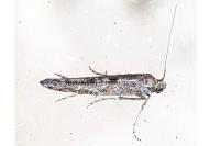 Ochromolopis staintonellus