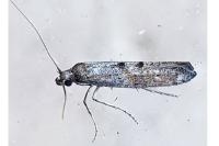 Ochromolopis staintonellus