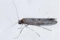 Ochromolopis staintonellus
