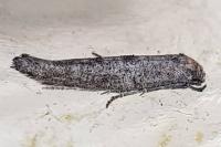 Ochromolopis staintonellus