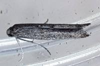 Ochromolopis staintonellus