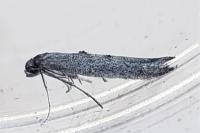 Ochromolopis staintonellus