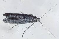 Ochromolopis staintonellus