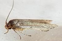Blastobasis