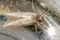 Blastobasis