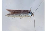 Blastobasis