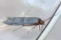 Blastobasis