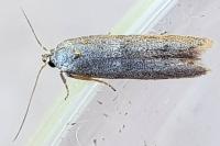 Blastobasis