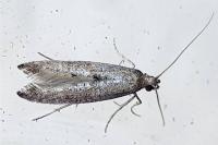 Ochromolopis staintonellus