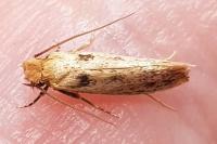 Anomalotinea liguriella