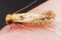 Anomalotinea liguriella