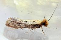 Anomalotinea liguriella