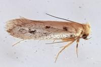 Anomalotinea liguriella