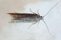 Oxypteryx