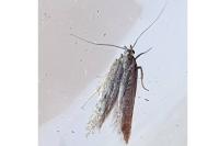 Oxypteryx