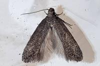 Athrips rancidella