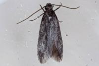 Oxypteryx unicolorella