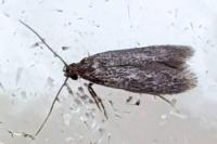 Oxypteryx unicolorella