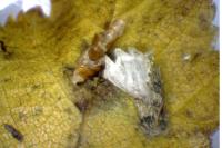Coleophora