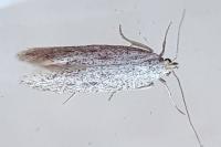 Ptycerata gypsella
