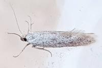 Ptycerata gypsella