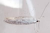 Ptycerata gypsella