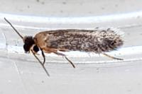 Zimmermannia atrifrontella