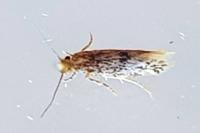 Tinea