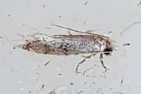 Tinea