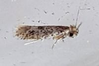 Tinea