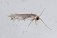 Tinea