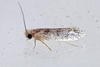Tinea