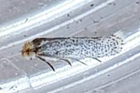 Tinea