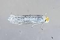 Tinea