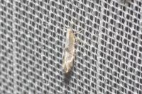 Argyresthia