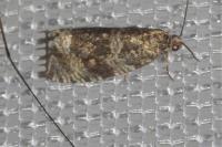 Celypha lacunana