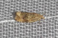 Celypha lacunana