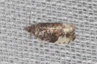 Hedya nubiferana