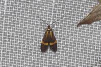 Nemophora