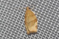 Pandemis cerasana
