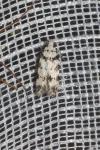 Pseudotelphusa scalella
