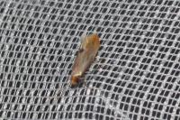 Tinea semifulvella